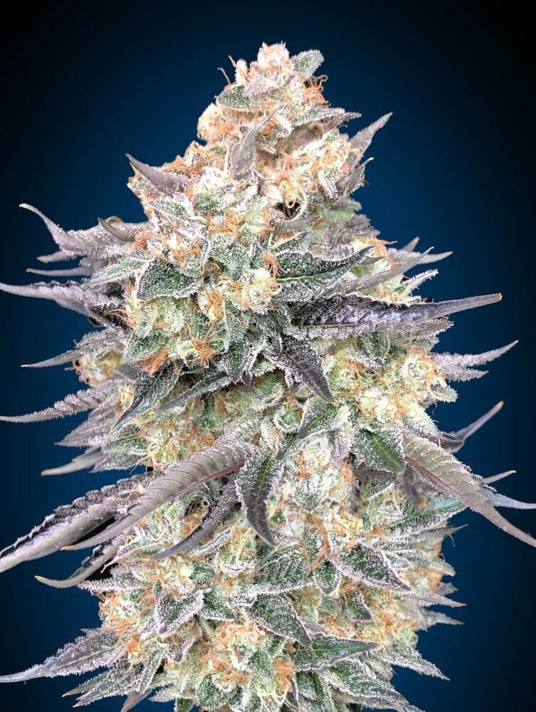 Blue Dream Feminised Seeds