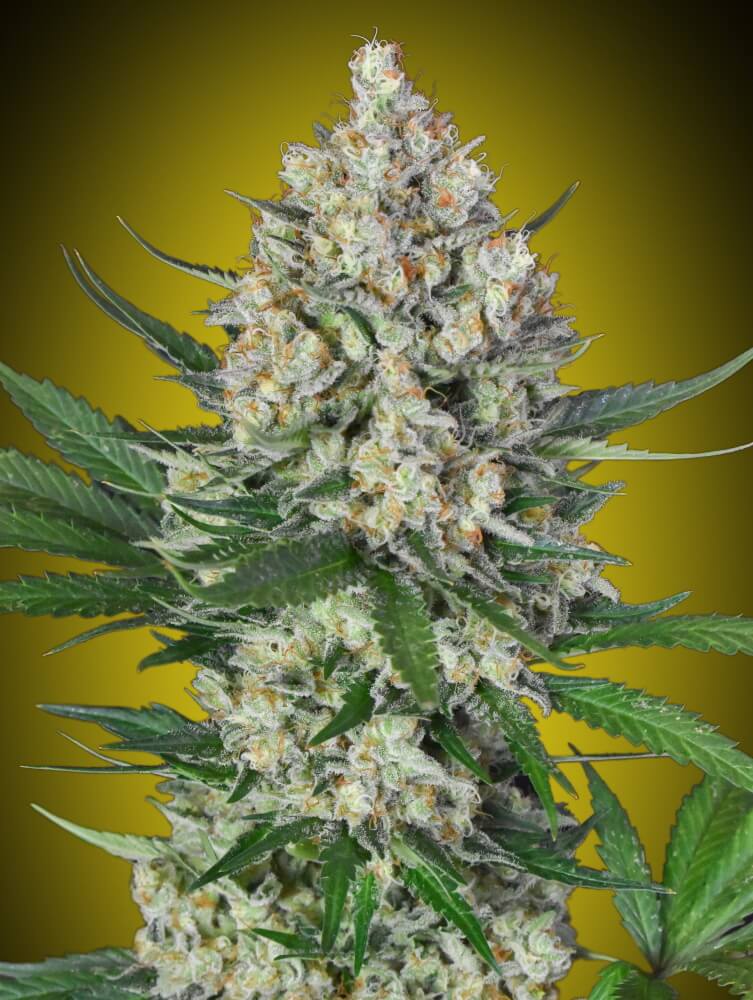 Semillas feminizadas de Lemon OG