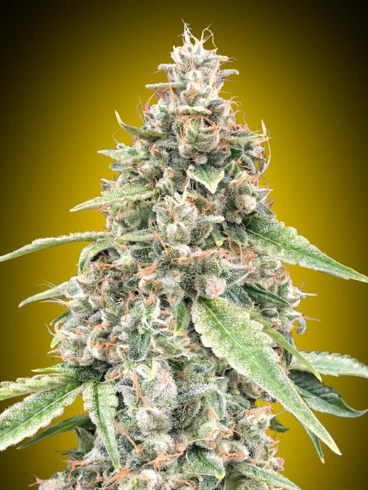 Lemon OG Auto Feminisierte Samen