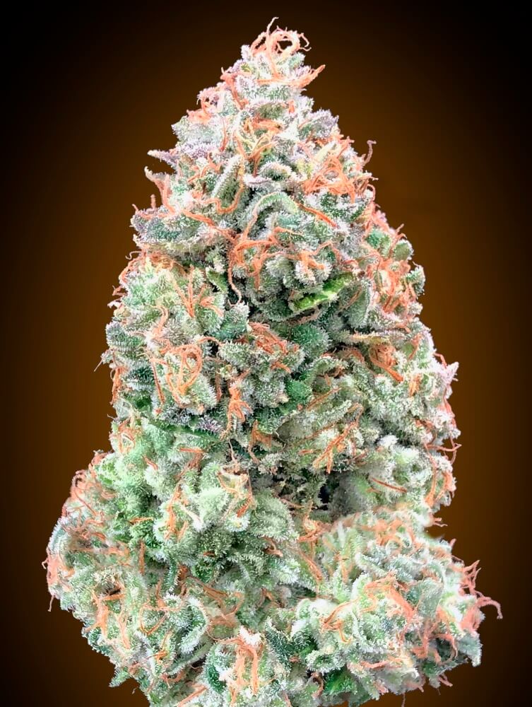 Chocolate Skunk XXL Auto Feminisierte Samen