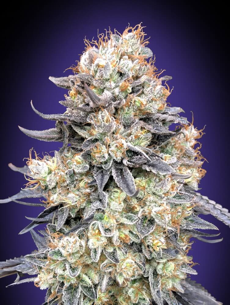 Semillas feminizadas Purple Punch Auto