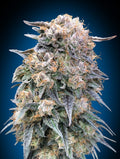 Semillas feminizadas 00 Kush FAST
