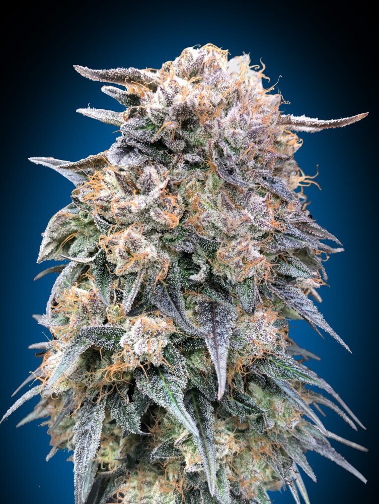 Semillas feminizadas 00 Kush FAST