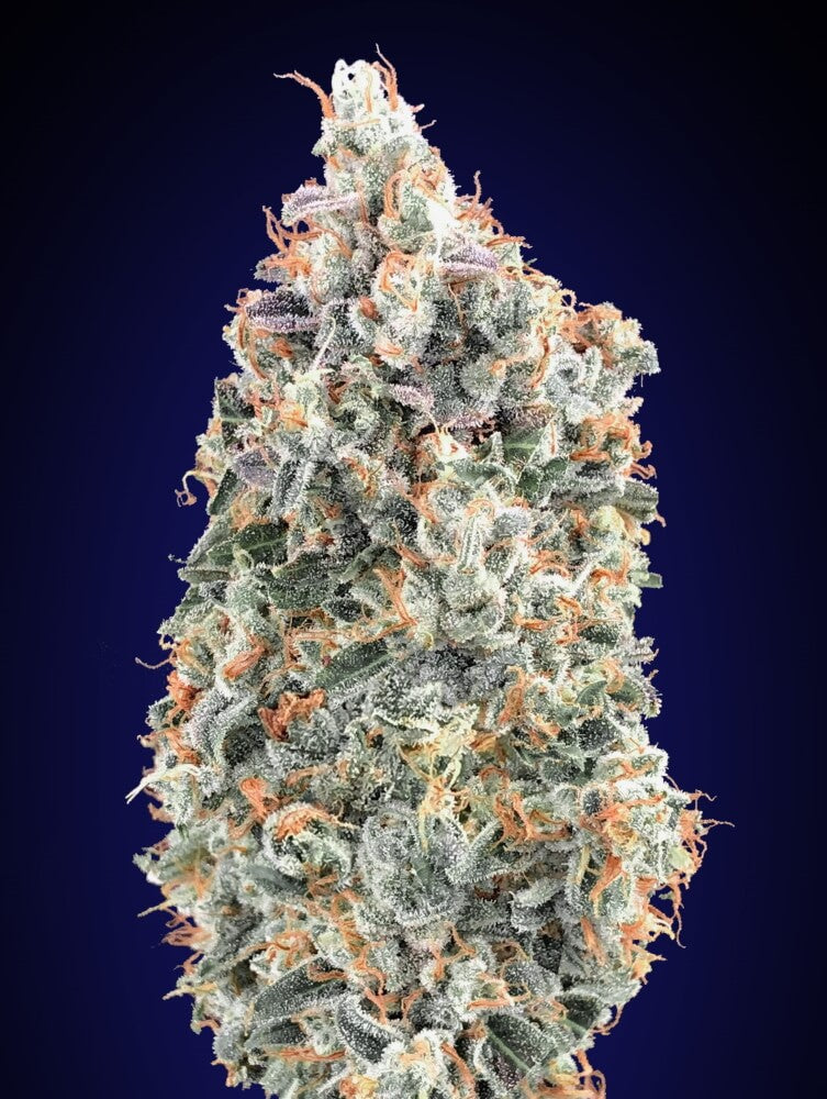 Semillas feminizadas Blueberry FAST