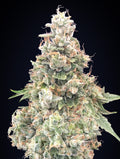 California Kush FAST Feminised Seeds