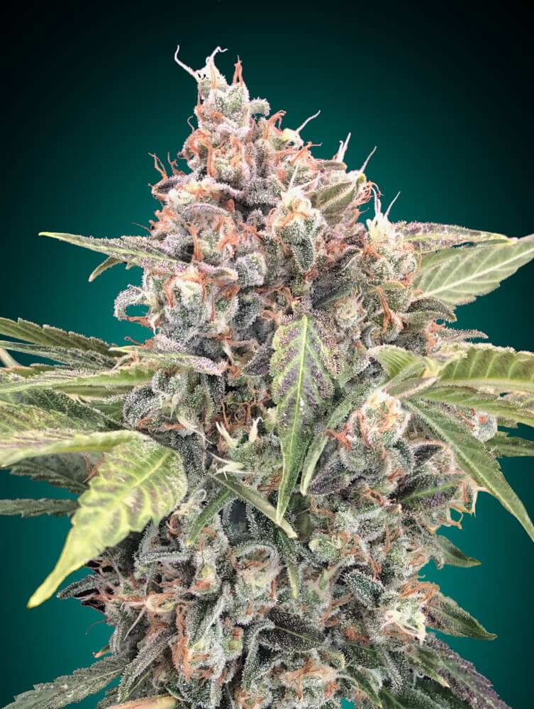 Semillas feminizadas Northern Lights CBD