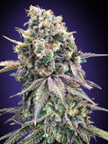 Purple Punch Feminised Seeds