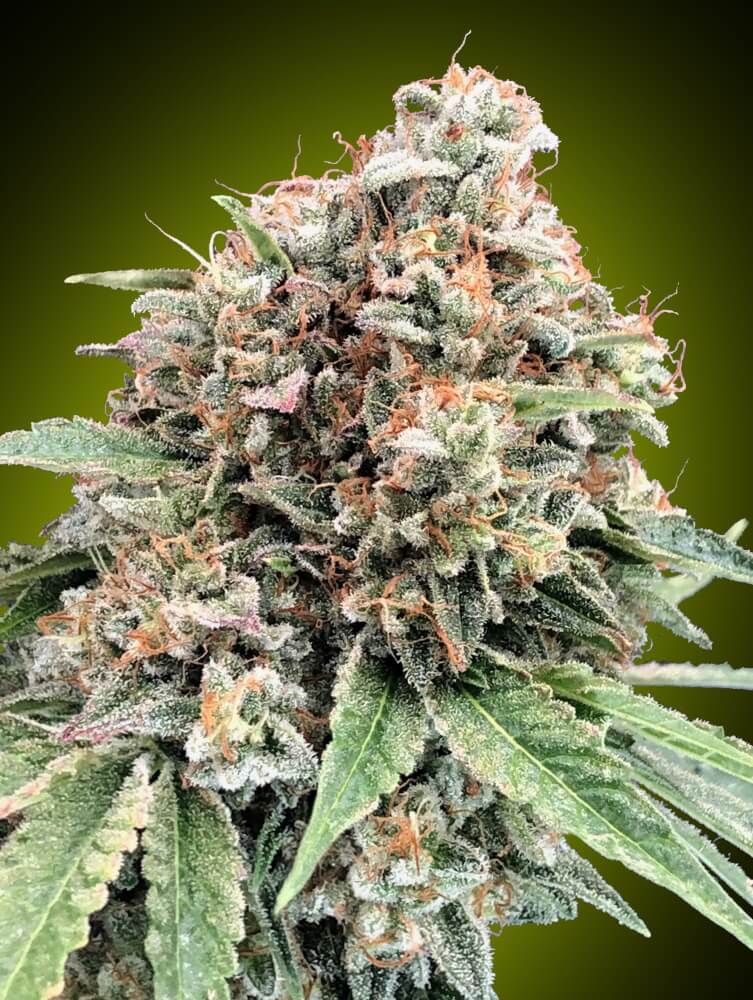 Semillas feminizadas Sweet Critical 2.0