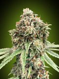 Sweet Critical FAST Feminised Seeds