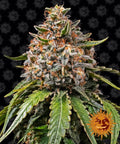 White Widow XXL Feminised Seeds