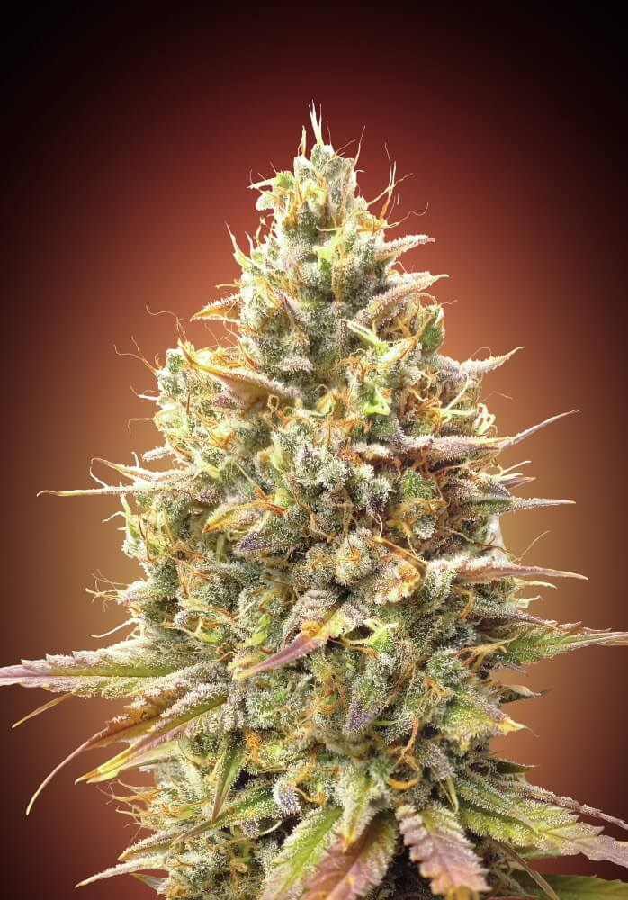 Semillas feminizadas Strawberry Banana Auto