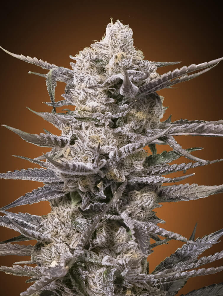 Semillas feminizadas de Watermelon OG