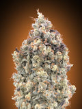 Semillas feminizadas de Watermelon OG Auto