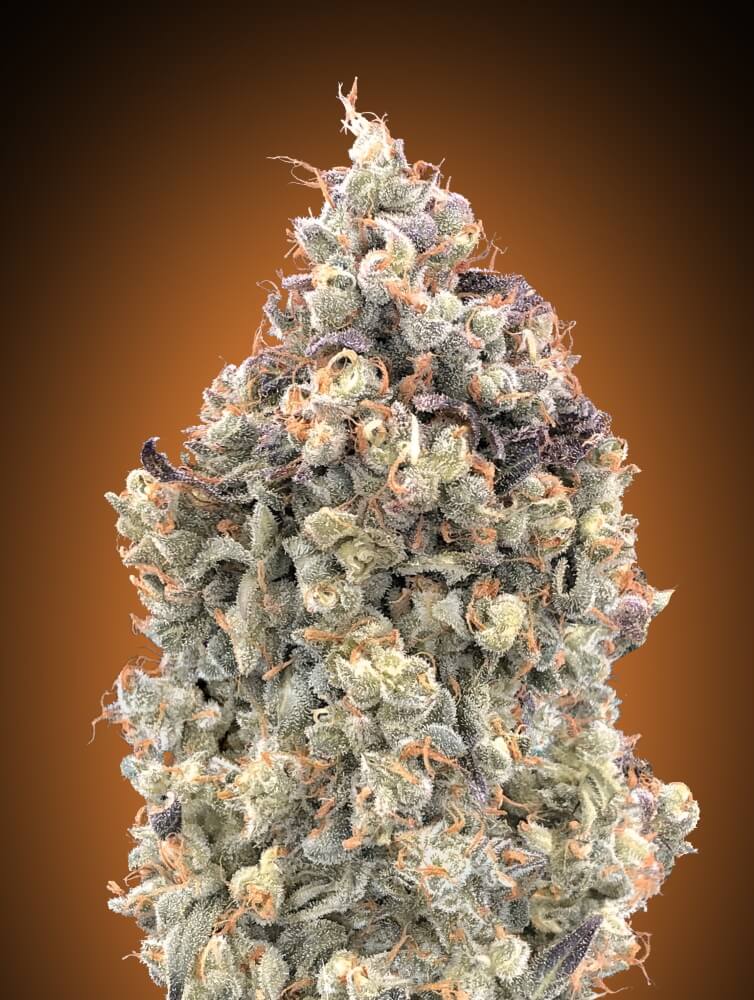 Semillas feminizadas de Watermelon OG Auto