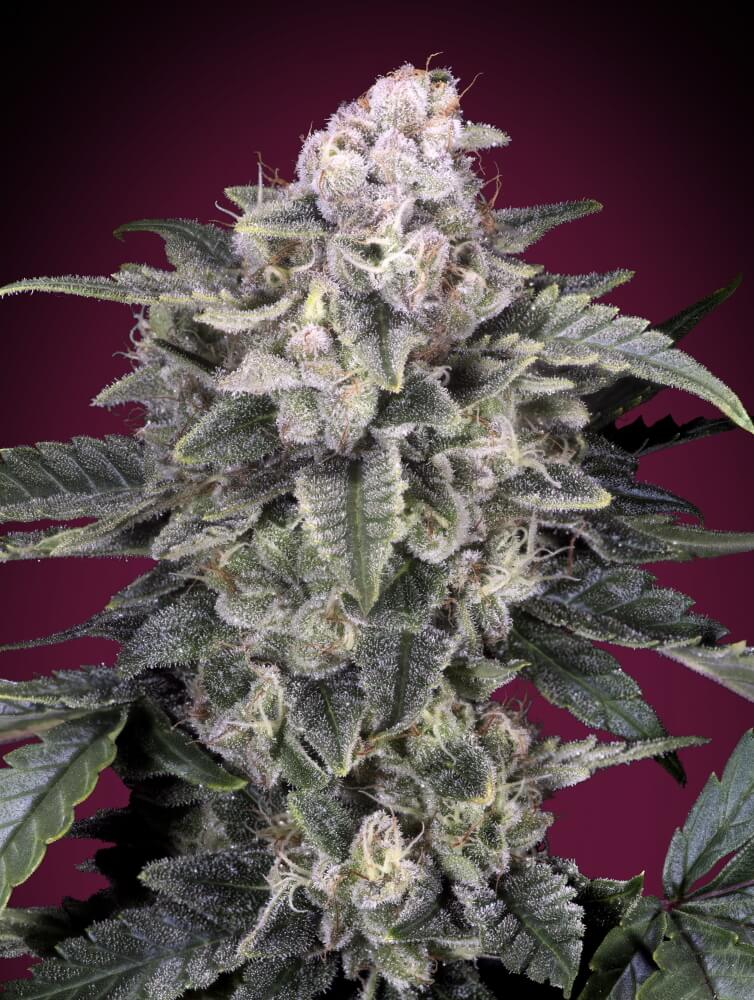 Semillas feminizadas de Slurricane