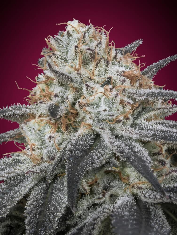 Semillas feminizadas de Slurricane Auto