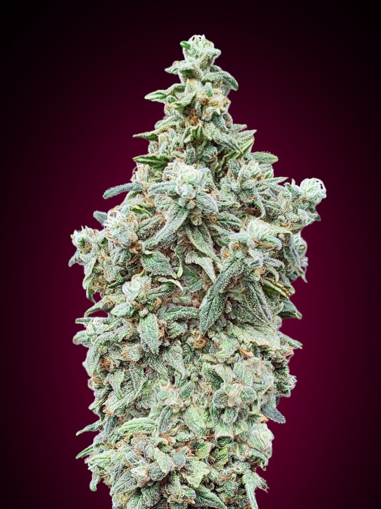 Semillas feminizadas de Cherry Pie