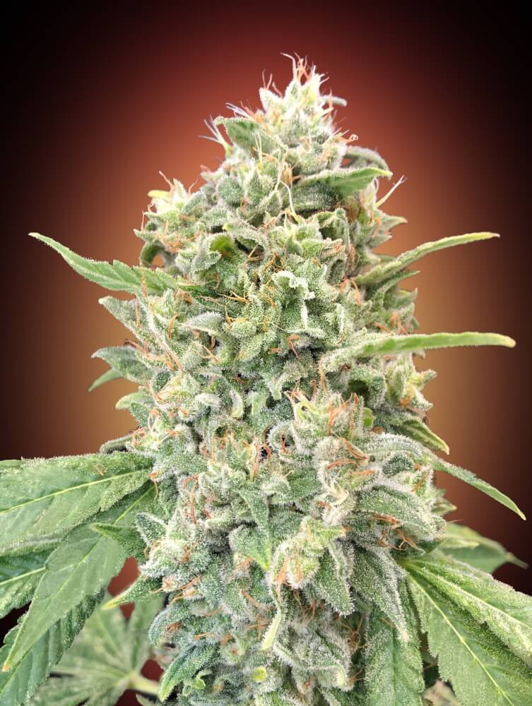 Semillas feminizadas de Strawberry Banana