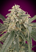 Semillas feminizadas de Amnesia XXL Auto