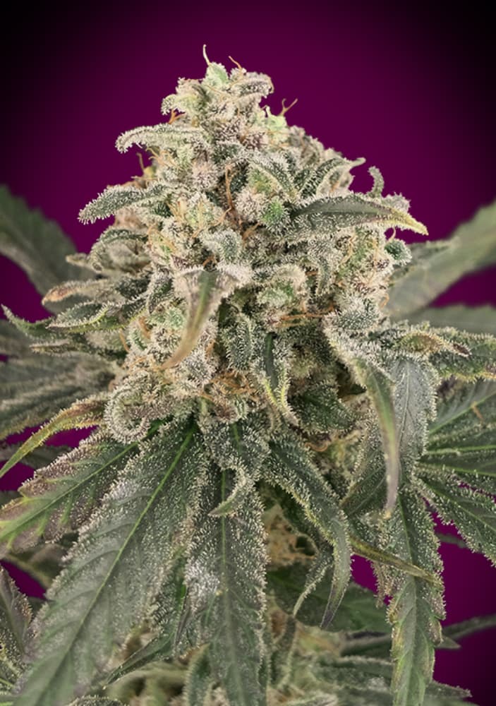 Semillas feminizadas de Amnesia XXL Auto