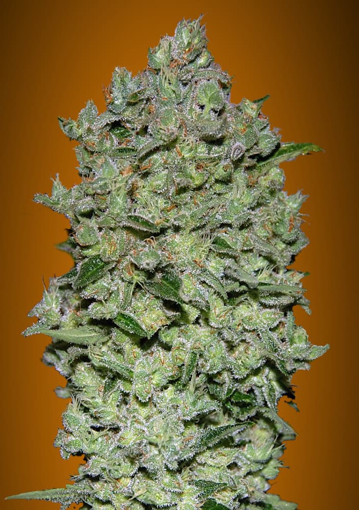 Biodiesel Mass XXL Auto Feminised Seeds