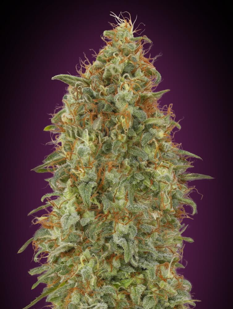 Semillas feminizadas Zkittlez Fast