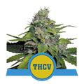 Semillas feminizadas Royal THCV