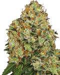 Sweet Tangerine Tango Auto Feminised Seeds