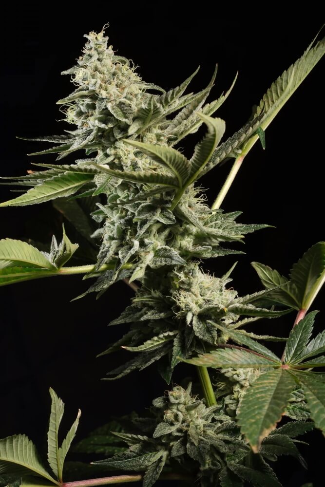 Semillas feminizadas Glowstarz
