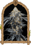 Quicklato Sherbet Feminised Seeds