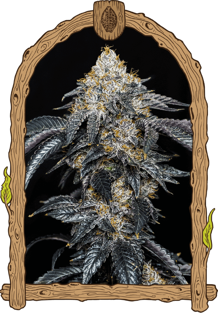 Quicklato Sherbet Feminised Seeds