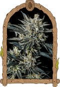 Semillas feminizadas de Jelly Bananas Auto