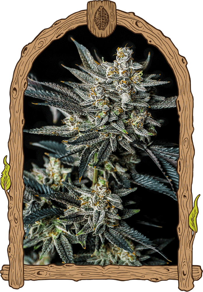 Jelly Bananas Auto Feminised Seeds