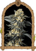 Semillas feminizadas de Zkittaberry Auto