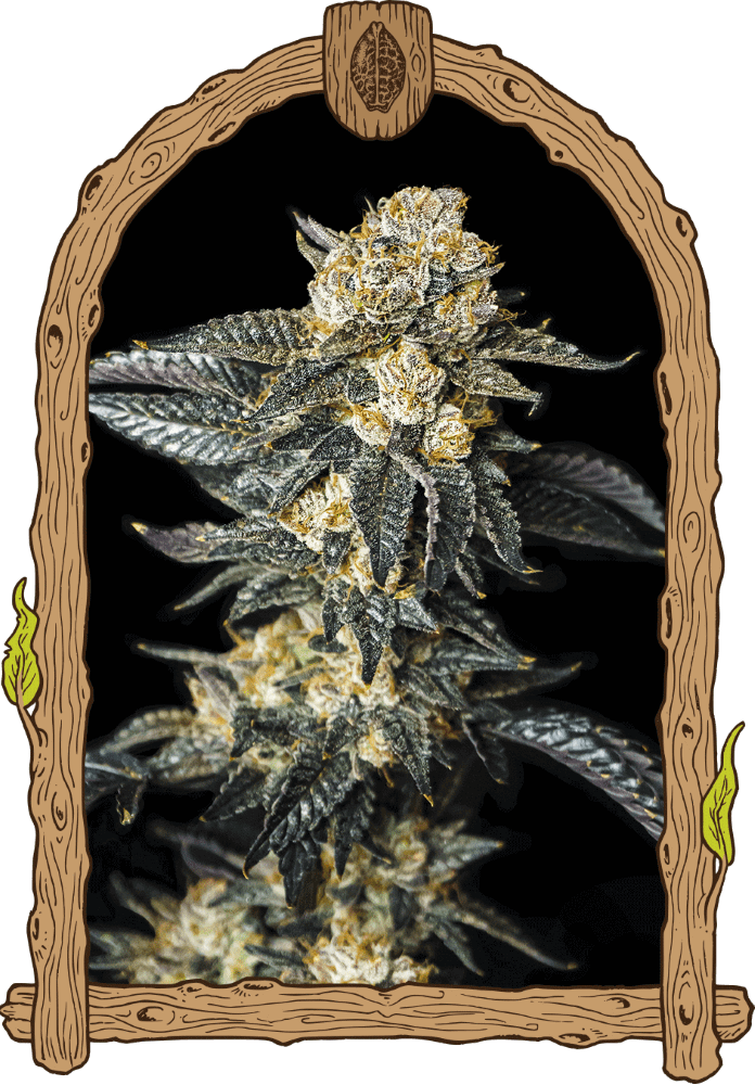 Zkittaberry Auto Feminised Seeds