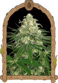 Z & Z Auto Feminised Seeds