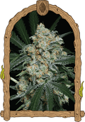 Semillas feminizadas de Zkittalicious Auto