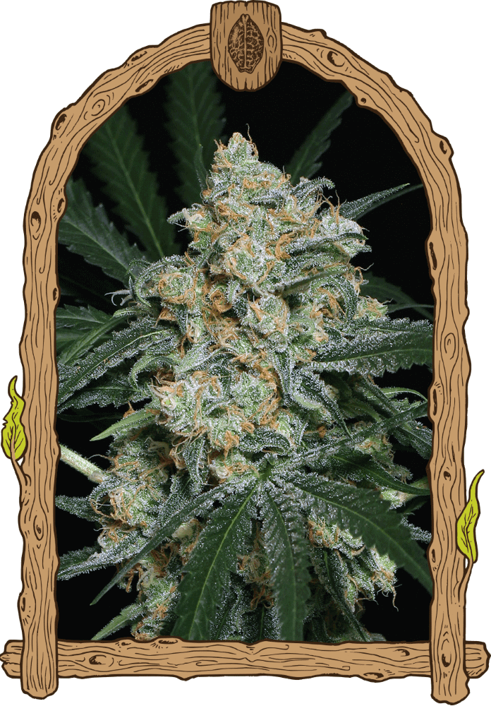 Semillas feminizadas de Zkittalicious Auto