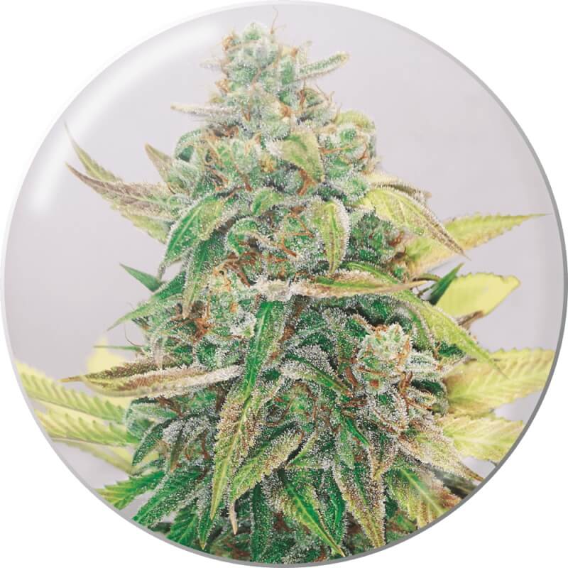 Semillas feminizadas Strawberry Cake CBD