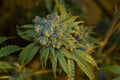 Semillas feminizadas de Cherry Punch Auto