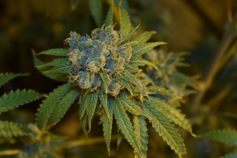 Semillas feminizadas de Cherry Punch Auto