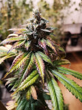 Semillas feminizadas de Gorilla Punch Auto