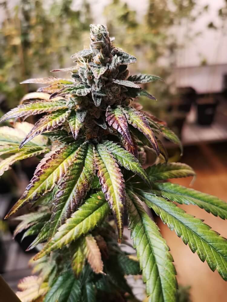 Semillas feminizadas de Gorilla Punch Auto