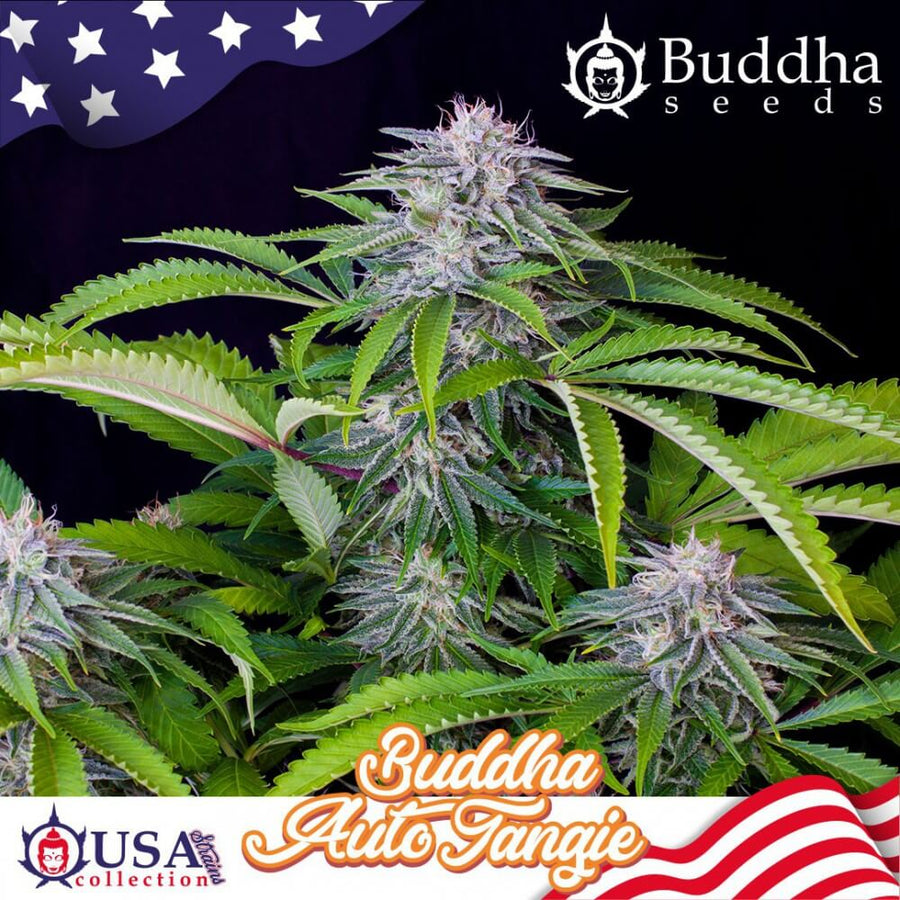 Buddha Tangie Auto Feminised Seeds