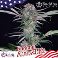 Semillas feminizadas Buddha Zkittlez Auto