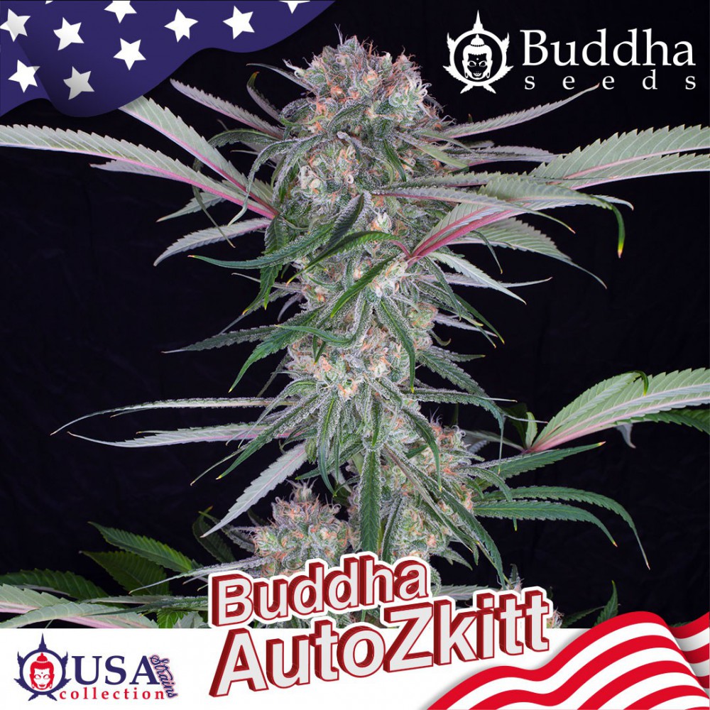 Semillas feminizadas Buddha Zkittlez Auto