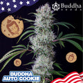 Semillas feminizadas Buddha Cookie Auto