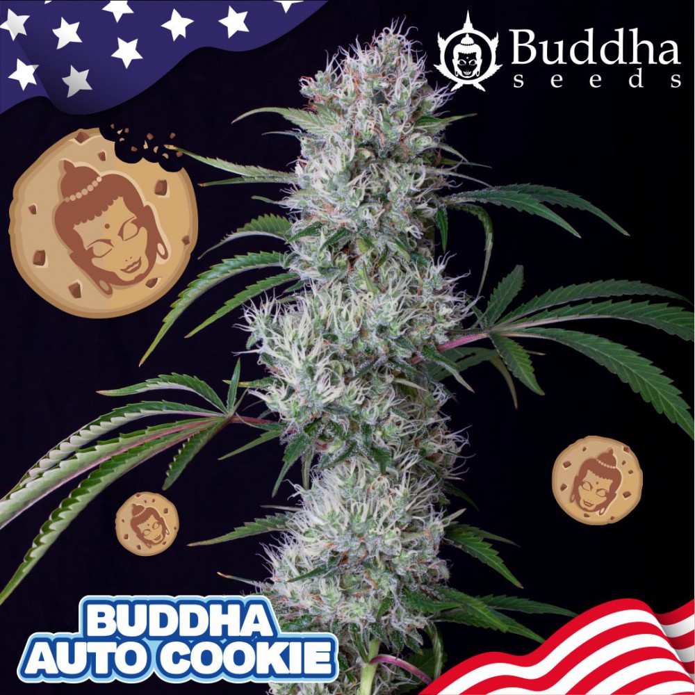 Semillas feminizadas Buddha Cookie Auto