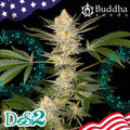 Semillas feminizadas Buddha DoSi2
