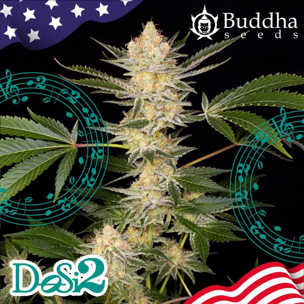 Semillas feminizadas Buddha DoSi2